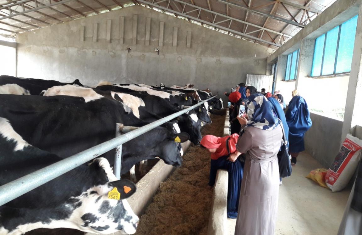 A women led dairy farm in Jawzjan