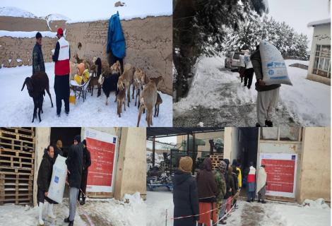 Urgent Support to Earthquake-Affected Areas in Herat Province