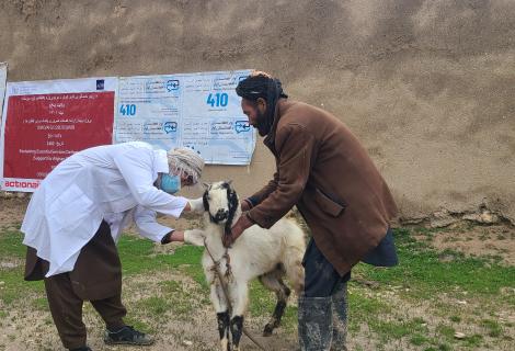 ActionAid, Afghanistan Launches De-Worming Injection Program to Safeguard Livestock Health in Balkh Province