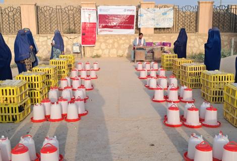 Empowering Female-Headed Households: Poultry Support Initiative in Jawzjan Province