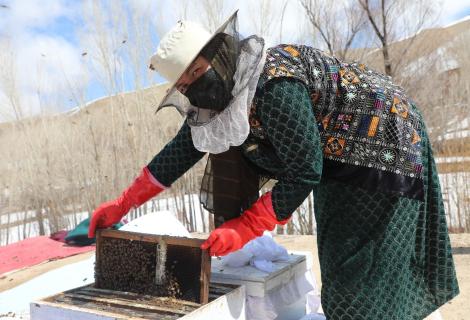 A success story from FAO project in Bamiyan 