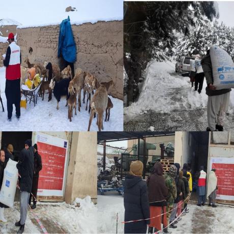 Urgent Support to Earthquake-Affected Areas in Herat Province