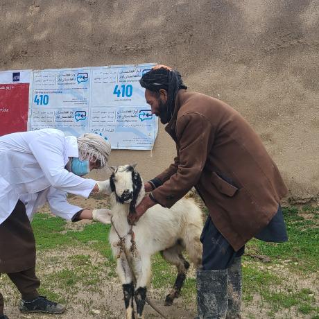 ActionAid, Afghanistan Launches De-Worming Injection Program to Safeguard Livestock Health in Balkh Province