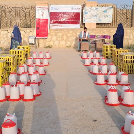 Empowering Female-Headed Households: Poultry Support Initiative in Jawzjan Province