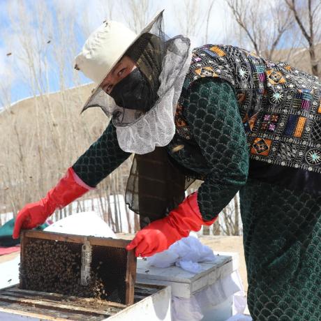 A success story from FAO project in Bamiyan 