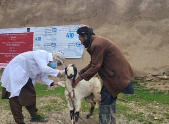  ActionAid, Afghanistan Launches De-Worming Injection Program to Safeguard Livestock Health in Balkh Province