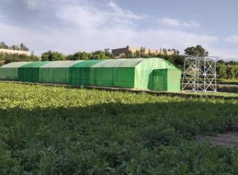 Green house constructed in Nangarhar 